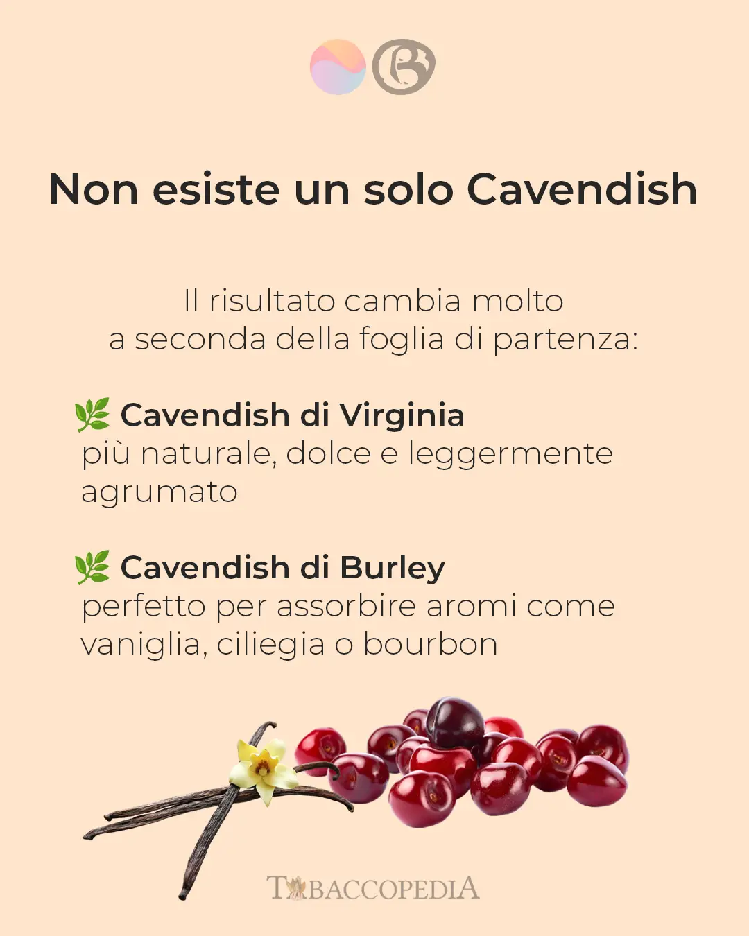 CAVENDISH 7